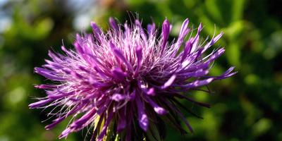 The primary subject of the image is a purple flower with white hairs, which is the main focus of the image. The setting is a garden, with the flower sitting on a green plant. The visual style is a close-up of the flower, showcasing its details. The dominant colors are purple and white, creating a calm and serene atmosphere.
