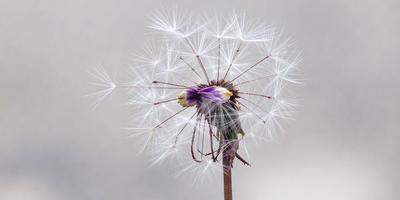 The primary subject of the image is a dandelion flower, which is the main object, scene, or focus of the image. The setting is a white background, which provides a clean and minimalistic environment. The visual style is a photo, capturing the natural beauty of the dandelion flower. The colors and mood of the image are predominantly white, giving it a clean and serene atmosphere.