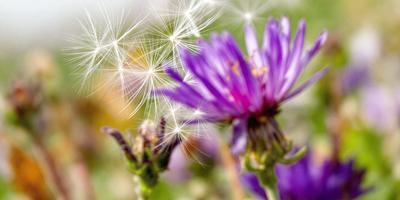 The primary subject of the image is a purple flower with a green stem. The setting is a garden, and the visual style is a photo. The dominant colors are purple and green, creating a calm and serene atmosphere.