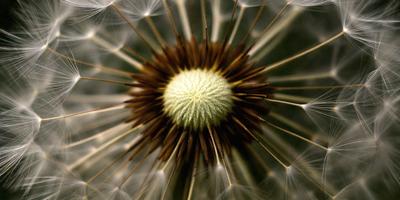 The primary subject of the image is a close-up of a flower, specifically a dandelion, with its center and seeds in focus. The setting is a green background, which provides a natural and vibrant atmosphere. The visual style is a close-up, which emphasizes the details of the flower. The colors are predominantly brown and white, which gives the image a natural and earthy feel.