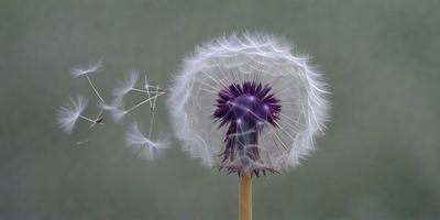 The primary subject of the image is a dandelion with a purple flower. The setting is a grassy area, and the visual style is a photo. The colors and mood of the image are predominantly purple and green, creating a serene and natural atmosphere.