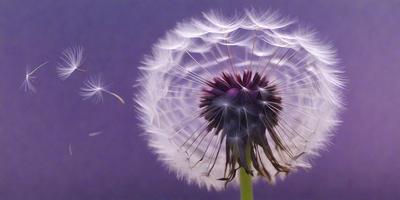 The primary subject of the image is a close-up of a dandelion flower. The setting is a purple background, which adds a contrasting and visually appealing element to the scene. The visual style is a combination of a photo and digital art, creating a unique and artistic representation of the dandelion. The colors and mood of the image are predominantly purple, which gives the scene a calm and serene atmosphere.