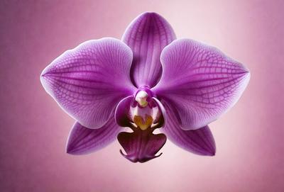 The primary subject of the image is a purple orchid flower. The setting is a pink background, which creates a contrasting and visually appealing environment. The visual style of the image is a close-up, showcasing the intricate details of the flower. The orchid is the main focus of the image, and its vibrant purple color adds a sense of elegance and beauty to the scene.
