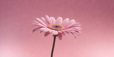 The primary subject of the image is a pink flower with a yellow center, sitting on a pink background. The visual style of the image is a photo, and the dominant colors are pink and yellow. The overall atmosphere of the image is warm and inviting.