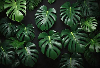 The image features a large group of green leaves, possibly from a plant or a collection of leaves. The leaves are arranged in various positions, creating a visually appealing scene. The primary subject of the image is the green leaves, which are the main focus of the image. The setting is a black background, which contrasts with the green leaves, making them stand out. The visual style of the image is a close-up of the leaves, showcasing their details and textures. The colors and mood of the image are pre