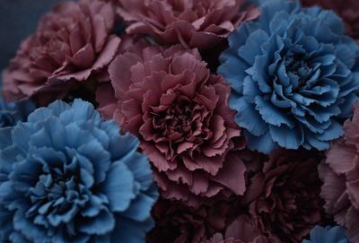 The primary subject of the image is a bouquet of flowers, featuring a mix of blue and pink hues. The flowers are arranged in a vase, creating a visually appealing display. The setting is indoors, with the flowers placed on a table. The visual style of the image is a close-up of the flowers, showcasing their details and colors. The overall atmosphere of the image is warm and inviting, with the combination of blue and pink flowers evoking a sense of tranquility and beauty