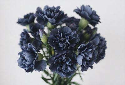 The primary subject of the image is a bouquet of blue flowers, which are the main focus of the scene. The flowers are arranged in a vase, creating a visually appealing display. The setting is a white background, which provides a clean and minimalist look to the image. The visual style is a close-up of the flowers, allowing the viewer to appreciate the details of the bouquet. The colors and mood of the image are predominantly blue, giving it a calm and serene atmosphere.