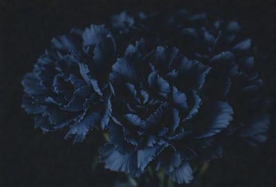 The primary subject of the image is a blue flower, which is the main focus of the scene. The setting is a dark background, which contrasts with the vibrant blue color of the flower. The visual style of the image is a close-up of the flower, showcasing its details and beauty. The dominant colors in the image are blue and black, creating a moody and dramatic atmosphere.
