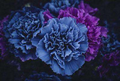 The primary subject of the image is a close-up of a blue and purple flower. The setting is a garden, with the flower being the main focus of the scene. The visual style is a photo, capturing the beauty of the flower in its natural environment. The dominant colors in the image are blue and purple, creating a serene and calming atmosphere.
