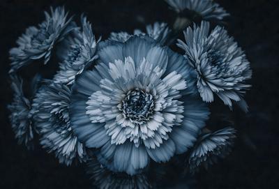 The primary subject of the image is a blue flower with white petals. The setting is a dark background, which creates a dramatic and moody atmosphere. The visual style is a close-up of the flower, showcasing its details. The dominant colors are blue and white, with the blue flower standing out against the dark background.