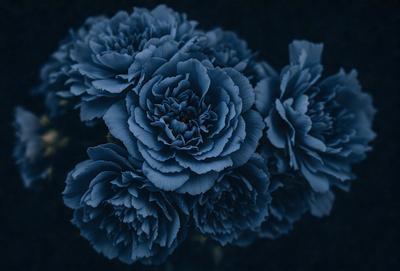 The primary subject of the image is a blue flower, which is the main focus of the scene. The setting is a dark background, which contrasts with the blue flower. The visual style is a close-up of the flower, showcasing its details. The dominant colors in the image are blue and black, creating a calm and serene atmosphere.