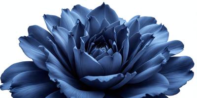 The primary subject of the image is a large, blue flower with a dark blue background. The visual style appears to be a close-up of the flower, showcasing its intricate details. The colors and mood of the image are predominantly dark blue, creating a sense of depth and intensity.
