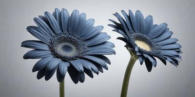 The primary subject of the image is a pair of blue flowers with white centers. They are placed against a white background, which creates a clean and minimalist visual style. The flowers are the main focus of the image, and their vibrant blue color and contrasting white centers create a striking and eye-catching display.