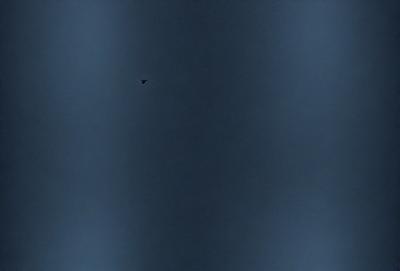 The primary subject of the image is a bird flying in the sky. The bird is positioned in the middle of the scene, with its wings spread out. The setting is a dark, cloudy sky, which creates a moody atmosphere. The visual style of the image is a photo, capturing the bird in its natural environment. The colors in the image are predominantly dark shades, with the bird being the only bright spot in the scene.