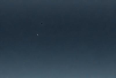 The primary subject of the image is a bird flying in the sky. The bird is positioned in the middle of the scene, with its wings spread out. The setting is a dark, cloudy sky, which creates a moody atmosphere. The visual style of the image is a photo, capturing the bird in its natural environment. The colors in the image are predominantly dark, with the bird being the only bright spot in the sky.
