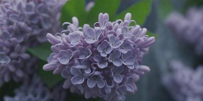 The primary subject of the image is a purple flower, which is the main focus of the scene. The flower is set against a green background, creating a vibrant contrast. The visual style of the image is a close-up of the flower, showcasing its details and beauty. The dominant colors in the image are purple and green, creating a serene and calming atmosphere.