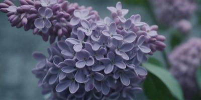 The primary subject of the image is a purple flower, which is the main focus of the scene. The flower is set against a green background, creating a contrast between the two colors. The visual style of the image is a close-up of the flower, showcasing its details and texture. The dominant colors in the image are purple and green, giving the scene a calm and serene atmosphere.