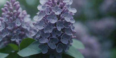 The primary subject of the image is a purple flower with white petals. The flower is surrounded by green leaves, creating a visually appealing scene. The setting appears to be a garden or an outdoor environment, with the flower being the main focus of the image. The visual style is a close-up of the flower, showcasing its details and beauty. The dominant colors in the image are purple and white, creating a serene and calming atmosphere.