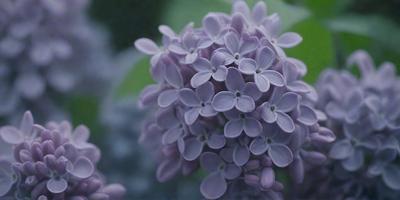 The primary subject of the image is a purple flower with a white center, surrounded by green leaves. The flower is the focal point of the scene, and it is set against a backdrop of green leaves. The visual style of the image is a close-up of the flower, showcasing its details and beauty. The dominant colors in the image are purple and white, creating a serene and calming atmosphere.