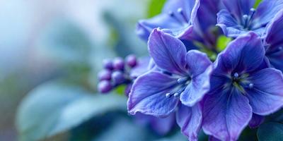 The primary subject of the image is a purple flower with blue petals, which is the main focus of the image. The setting is a garden, with the flower being the center of attention. The visual style is a close-up of the flower, showcasing its details. The dominant colors in the image are purple and blue, creating a calm and serene atmosphere.