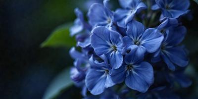 The primary subject of the image is a beautiful blue flower with a white center. The flower is surrounded by green leaves, creating a vibrant and lively scene. The setting appears to be a garden or an outdoor space, with the flower being the main focus of the image. The visual style is a close-up of the flower, showcasing its intricate details and colors. The dominant colors in the image are blue and white, creating a serene and calming atmosphere.