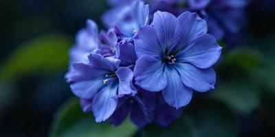 The primary subject of the image is a beautiful blue flower with a purple center. The flower is the main focus of the image, and it is set against a dark blue background. The visual style of the image is a close-up of the flower, showcasing its details and beauty. The dominant colors in the image are blue and purple, creating a serene and calming atmosphere.