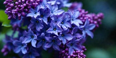 The primary subject of the image is a beautiful bouquet of purple flowers. The setting is a garden, with the flowers blooming in a vibrant purple hue. The visual style is a close-up of the flowers, showcasing their intricate details. The colors and mood of the image are predominantly purple, creating a serene and calming atmosphere.