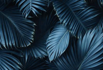The primary subject of the image is a close-up of a blue palm tree with large leaves. The setting is a dark blue background, which creates a striking contrast with the palm tree. The visual style is a digital art or illustration, as the palm tree appears to be a detailed and intricate design. The colors and mood of the image are predominantly dark blue, creating a moody and dramatic atmosphere.