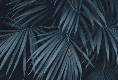 The primary subject of the image is a close-up of a palm tree. The setting is a dark blue background, which creates a striking contrast with the palm tree. The visual style is a black and white photo, giving the image a classic and timeless appearance. The dominant colors are blue and green, with the blue background and green palm tree, creating a serene and calming atmosphere.