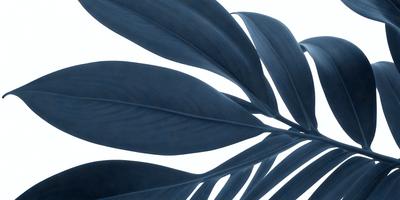 The primary subject of the image is a large, blue leaf with a white background. The leaf is prominently displayed in the foreground, covering a significant portion of the image. The visual style of the image is a close-up of the leaf, showcasing its intricate details. The colors in the image are predominantly blue and white, creating a calm and serene atmosphere.