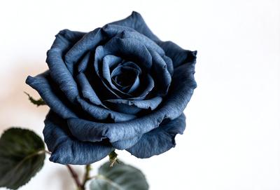 The primary subject of the image is a single blue rose. The setting is a white background, which provides a clean and minimalistic look. The visual style is a close-up of the rose, showcasing its details and beauty. The dominant colors are blue and white, creating a calm and serene atmosphere.