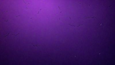 The primary subject of the image is a purple background with a few black specks on it. The setting appears to be a dark, purple-toned environment. The visual style of the image is a close-up of the purple background, which gives it a unique and artistic appearance. The colors and mood of the image are predominantly purple, creating a calm and serene atmosphere.