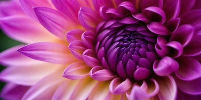 The primary subject of the image is a large, purple flower with a pink center. The flower is the main focus of the image, and it is set against a backdrop of a purple background. The visual style of the image is a close-up of the flower, showcasing its details and texture. The dominant colors in the image are purple and pink, creating a vibrant and lively atmosphere.