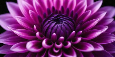 The primary subject of the image is a purple flower with a large, round center. The flower is the main focus of the image, and it is set against a purple background. The visual style of the image is a close-up of the flower, showcasing its details and texture. The dominant colors in the image are purple, which creates a calm and serene atmosphere.