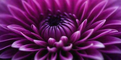 The primary subject of the image is a purple flower with a dark center. The setting is a close-up of the flower, showcasing its details. The visual style is a photo of the flower, capturing its beauty and vibrant color. The dominant colors are purple and dark, creating a mood of elegance and sophistication.