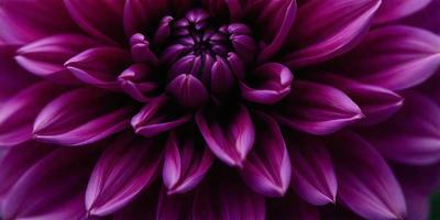The primary subject of the image is a large purple flower with a dark center. The setting is a close-up of the flower, showcasing its intricate details. The visual style is a high-quality photo, capturing the beauty of the flower. The dominant colors are purple and dark, creating a moody and dramatic atmosphere.