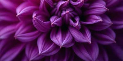 The primary subject of the image is a purple flower with long, curly petals. The setting is a close-up of the flower, showcasing its intricate details. The visual style is a realistic representation of the flower, with no indication of digital art or illustration. The dominant colors in the image are purple and white, creating a serene and calming atmosphere.