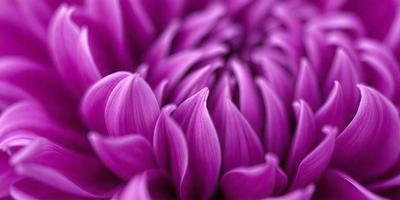 The primary subject of the image is a large purple flower with a pink center. The flower is the main focus of the image, and it is displayed against a purple background. The visual style of the image is a close-up of the flower, showcasing its details and texture. The dominant colors in the image are purple and pink, creating a vibrant and lively atmosphere.