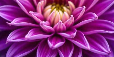 The primary subject of the image is a large purple flower with a yellow center. The flower is the main focus of the image, and it is set against a purple background. The visual style of the image is a close-up of the flower, showcasing its details and colors. The dominant colors in the image are purple and yellow, creating a vibrant and lively atmosphere.