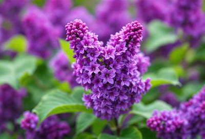 Purple flowers with purple leaves.
