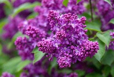 Purple flowers with purple petals and green leaves.