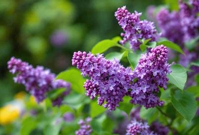 Purple flowers in a garden setting.