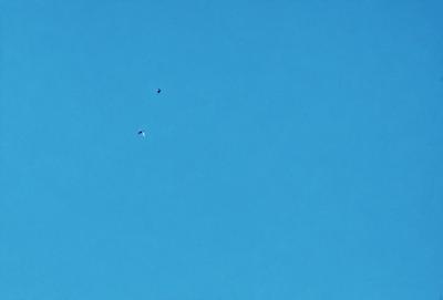 The primary subject of the image is a bird flying in the sky. The bird is positioned in the middle of the scene, soaring above the vast blue sky. The setting is a clear day with no clouds, providing a perfect backdrop for the bird's flight. The visual style of the image is a photo, capturing the bird in its natural environment. The colors and mood of the image are predominantly blue, creating a serene and peaceful atmosphere.