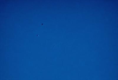 The primary subject of the image is a group of birds flying in the sky. There are at least four birds visible, soaring through the air and enjoying the open space. The setting is a clear blue sky, which provides a beautiful backdrop for the birds' flight. The visual style of the image is a photo, capturing the birds in their natural environment. The colors and mood of the image are predominantly blue, creating a serene and peaceful atmosphere.