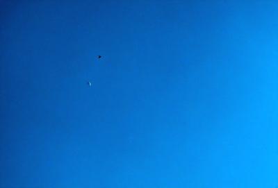 The primary subject of the image is a bird flying high in the blue sky. The setting is a clear, cloudless day with a bright blue sky. The visual style is a photo, capturing the bird in its natural environment. The colors and mood of the image are predominantly blue, creating a calm and serene atmosphere.
