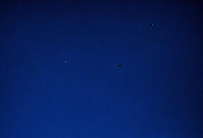 The primary subject of the image is a bird flying in the sky. The bird is positioned in the middle of the scene, surrounded by a dark blue sky. The setting appears to be a nighttime sky, with no visible land or other objects. The visual style of the image is a photo, capturing the bird in flight against the backdrop of the night sky. The colors and mood of the image are predominantly dark and moody, with the blue sky and the silhouette of the bird creating a sense of depth