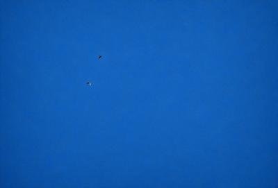 The primary subject of the image is a bird flying in the sky. The bird is positioned in the middle of the scene, soaring above the vast blue sky. The setting is a clear day with no clouds, providing a perfect backdrop for the bird's flight. The visual style of the image is a photo, capturing the bird in its natural environment. The colors and mood of the image are predominantly blue, creating a serene and peaceful atmosphere.