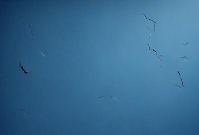 The primary subject of the image is a group of birds flying in the sky. The setting is a clear blue sky, which provides a beautiful backdrop for the birds. The visual style of the image is a photo, capturing the birds in their natural environment. The colors in the image are predominantly blue, creating a calm and serene atmosphere.