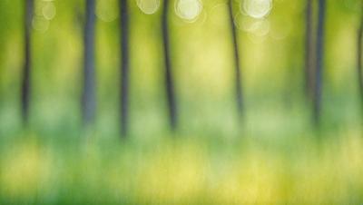 The primary subject of the image is a field of grass with trees in the background. The setting is a lush green field, and the visual style is a photo. The dominant colors are green and yellow, creating a serene and natural atmosphere.
