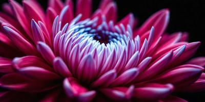 The primary subject of the image is a large, pink flower with a blue center. The flower is the main focus of the image, and it is set against a dark background. The visual style of the image is a close-up of the flower, showcasing its details and colors. The dominant colors in the image are pink and blue, creating a vibrant and lively atmosphere.